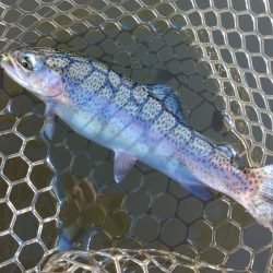 大安トラウトレイク釣果